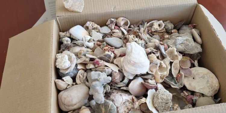 Ad Alghero bustoni di conchiglie marine e fossili abbandonati tra i rifiuti