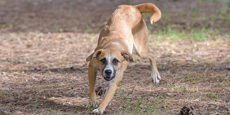 Estia al Canile comunale di Cagliari