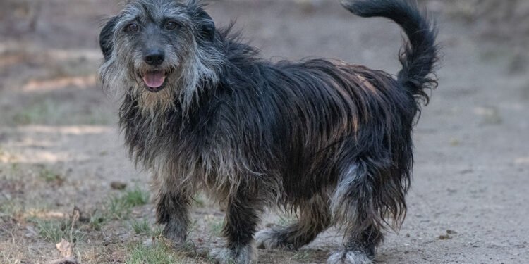 Zeno, meticcio di Terrier