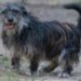 Zeno, meticcio di Terrier