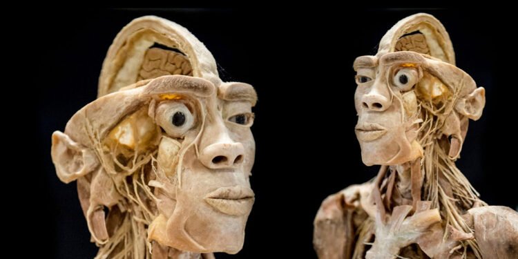 Real Human Bodies Exhibition