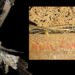 Un particolare di “Cornice” (sinistra) e di “Paesaggio” di Maria Lai