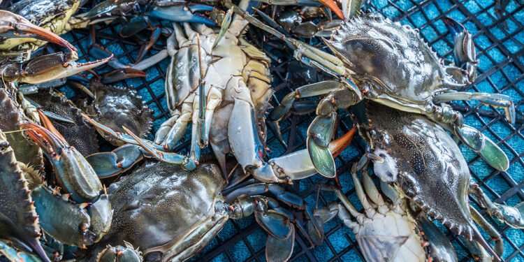 Granchi blu nella rete. ? Depositphotos