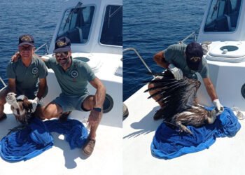 Il recupero del grifone nelle acque dell’Area marina protetta di Capo Caccia – Isola Piana