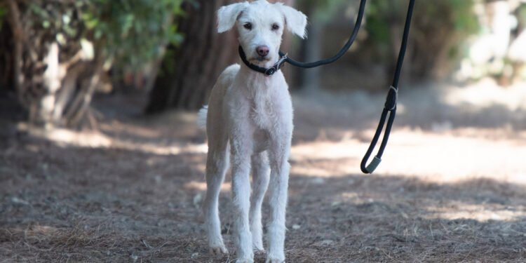 Amanda, Canile comunale di Cagliari