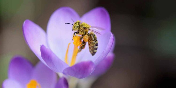 Ape fiore