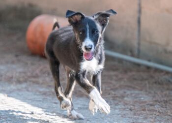 Bellatrix, Canile comunale di Cagliari