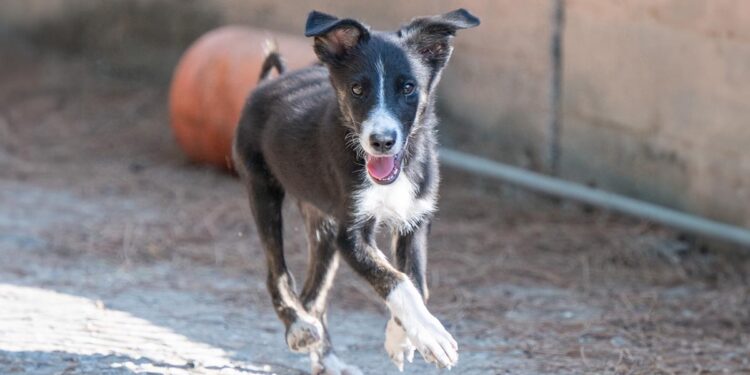 Bellatrix, Canile comunale di Cagliari