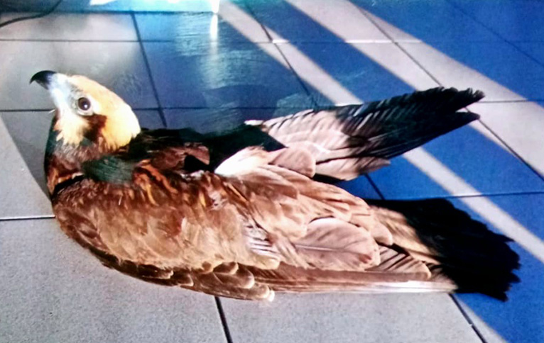 Il falco di palude recuperato dai barracelli di Alghero