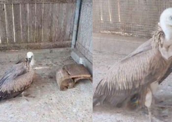 LIFE Safe for Vultures, il grifone individuato a Villasalto
