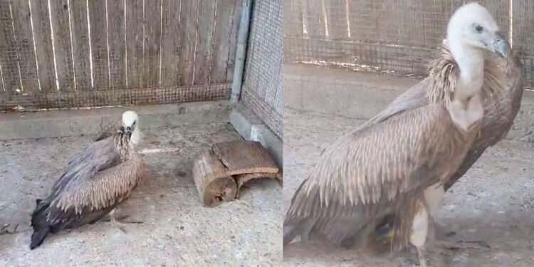 LIFE Safe for Vultures, il grifone individuato a Villasalto