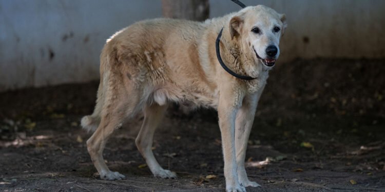 Lillo al Canile comunale di Cagliari