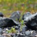 Ossidiana. ? Parco Geominerario Storico e Ambientale della Sardegna
