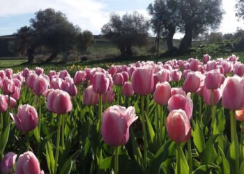 Il Parco Beranu Froriu di Turri