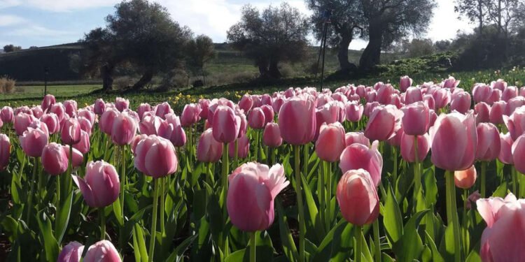 Il Parco Beranu Froriu di Turri
