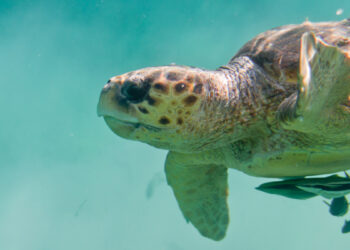 Tartaruga Caretta Caretta. ? Depositphotos