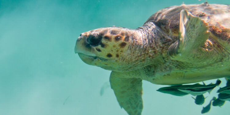 Tartaruga Caretta Caretta. ? Depositphotos