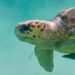 Tartaruga Caretta Caretta. ? Depositphotos