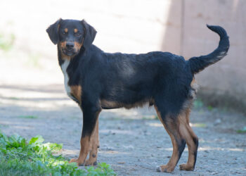 Eros al canile comunale di Cagliari