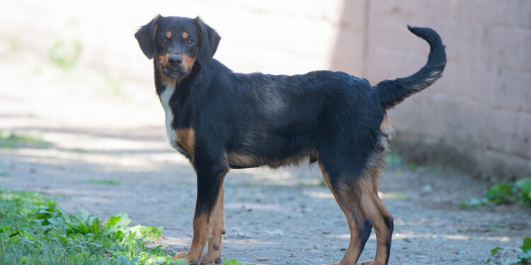 Eros al canile comunale di Cagliari