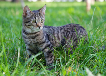 Gatto prato. ? Depositphotos