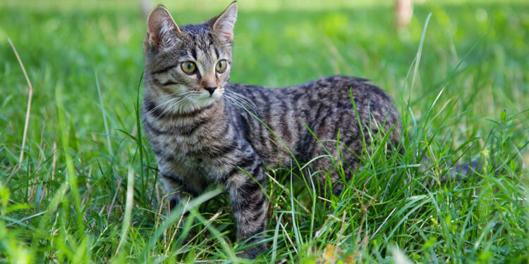 Gatto prato. ? Depositphotos