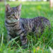 Gatto prato. ? Depositphotos