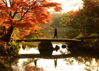 Foliage autunnale nel giardino Rikugien a Tokyo