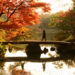 Foliage autunnale nel giardino Rikugien a Tokyo