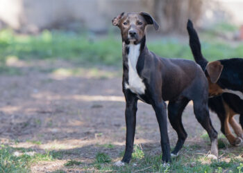 Ikea al canile comunale di Cagliari