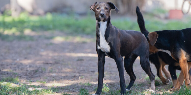 Ikea al canile comunale di Cagliari
