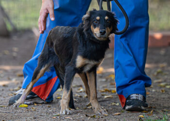 Indi nel Canile comunale di Cagliari