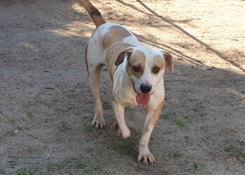 Rocky al canile comunale di Cagliari