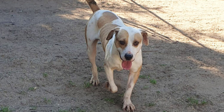Rocky al canile comunale di Cagliari