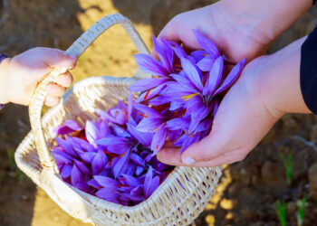 Zafferano di Sardegna DOP