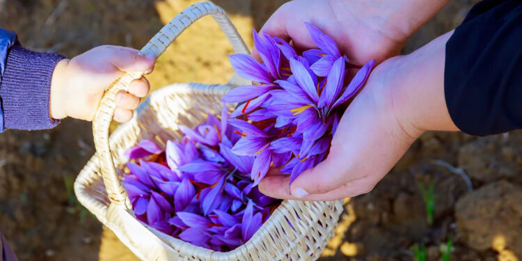 Zafferano di Sardegna DOP
