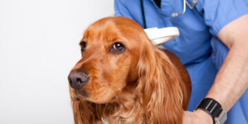 Microchippatura cane