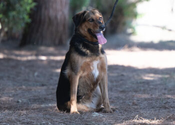Elsa al canile comunale di Cagliari