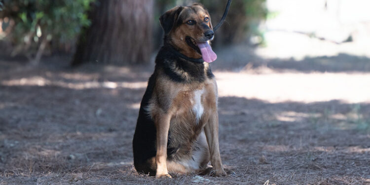 Elsa al canile comunale di Cagliari