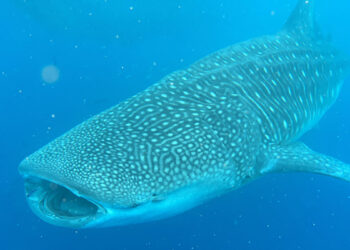 Enorme squalo balena avvistato alle Hawaii. ? Mark Royer