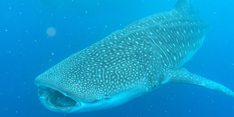Enorme squalo balena avvistato alle Hawaii. 📷 Mark Royer