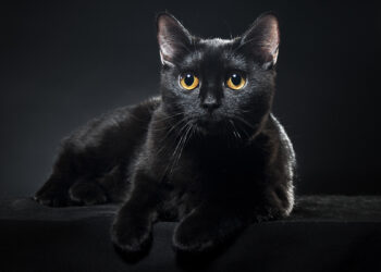 Gatto nero. 📷 Depositphotos