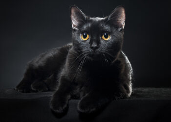Gatto nero. ? Depositphotos