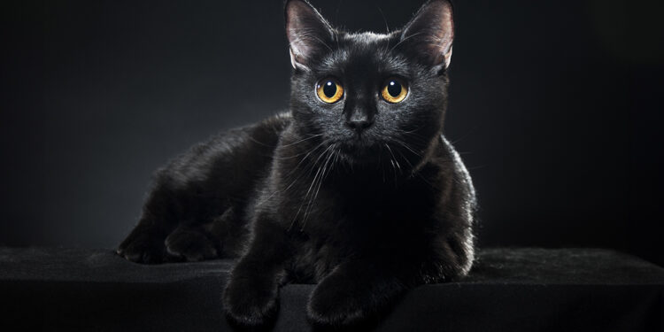 Gatto nero. ? Depositphotos