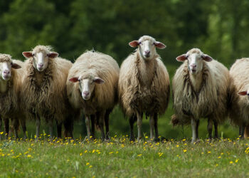 ? Depositphotos