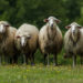 ? Depositphotos