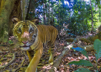 Tigre della Malesia. 📷 Emmanuel Rondeau