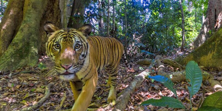 Tigre della Malesia. ? Emmanuel Rondeau