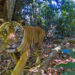 Tigre della Malesia. ? Emmanuel Rondeau