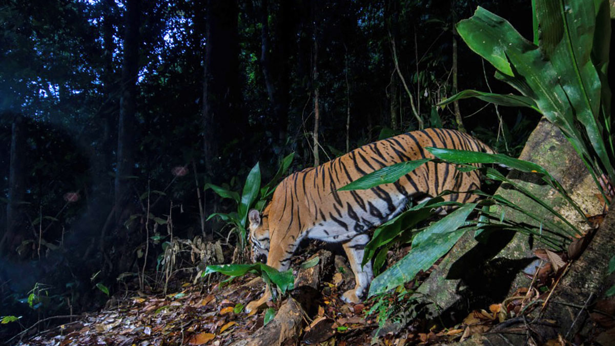 Tigre della Malesia. ? Emmanuel Rondeau